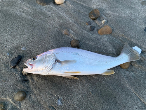 ニベの釣果