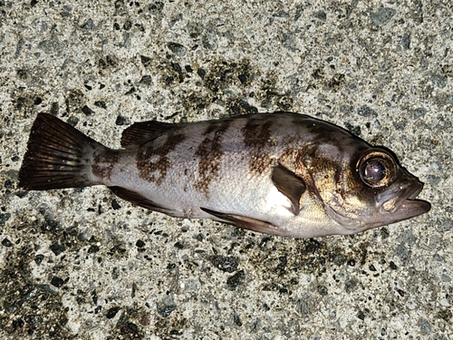 メバルの釣果