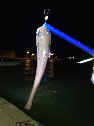 ドンコの釣果