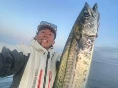 サワラの釣果