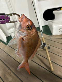 マダイの釣果