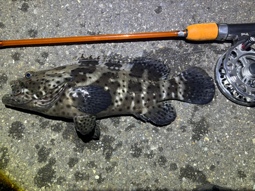 ヤイトハタの釣果