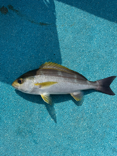 イサキの釣果