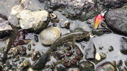 マハゼの釣果