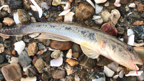 マハゼの釣果