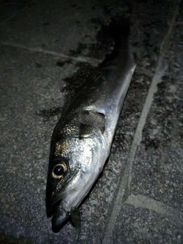 フッコ（マルスズキ）の釣果