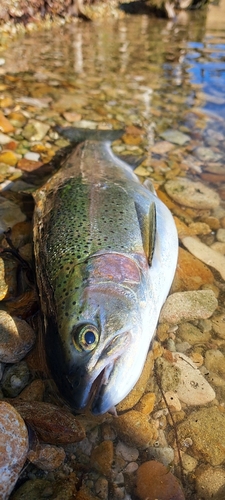 ニジマスの釣果