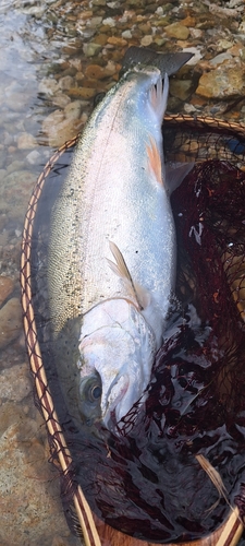 ニジマスの釣果