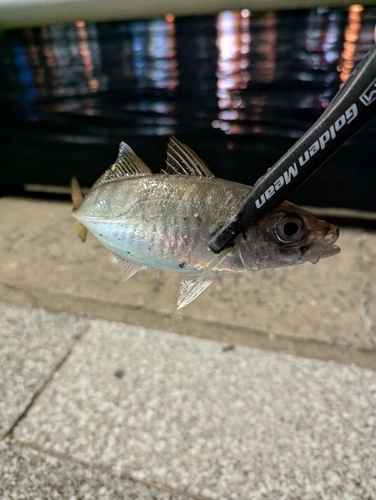 サゴシの釣果