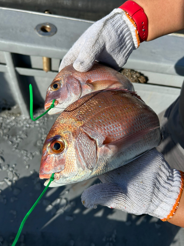 マダイの釣果