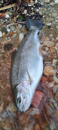 ニジマスの釣果