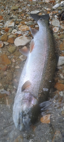 ニジマスの釣果