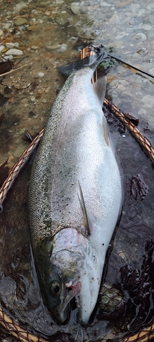 ニジマスの釣果