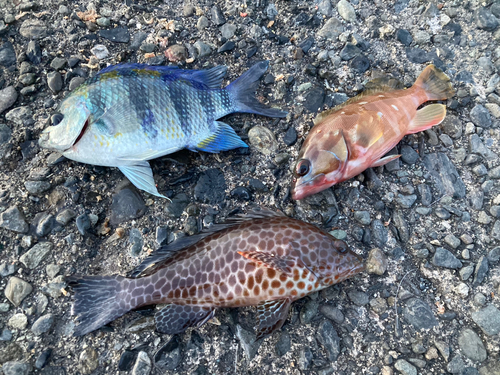 オオモンハタの釣果