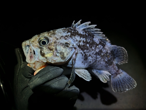 クロソイの釣果