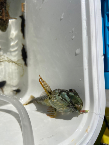 アサヒアナハゼの釣果