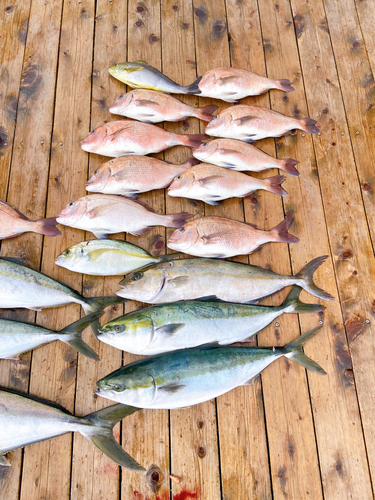 ワラサの釣果