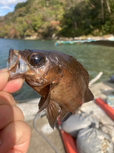 メバルの釣果