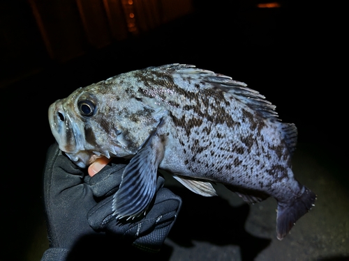 クロソイの釣果