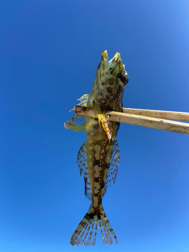 アサヒアナハゼの釣果