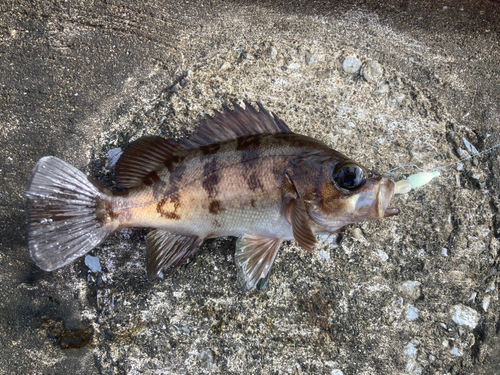 メバルの釣果