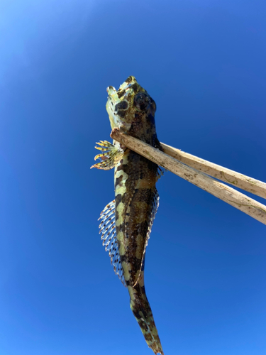 アサヒアナハゼの釣果