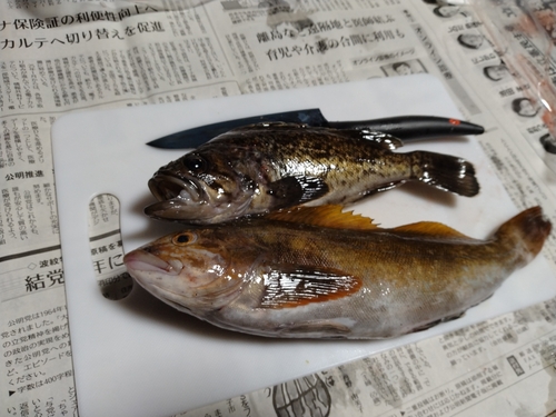 アイナメの釣果