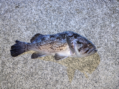 クロソイの釣果