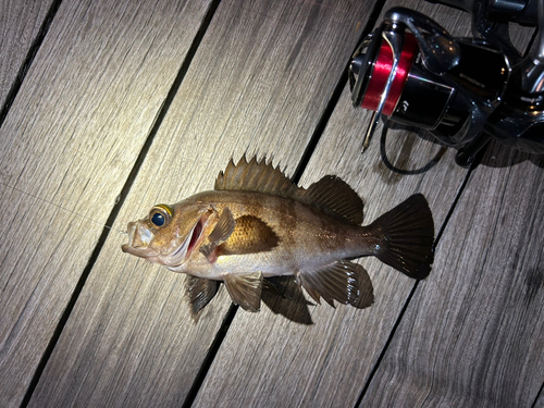 メバルの釣果