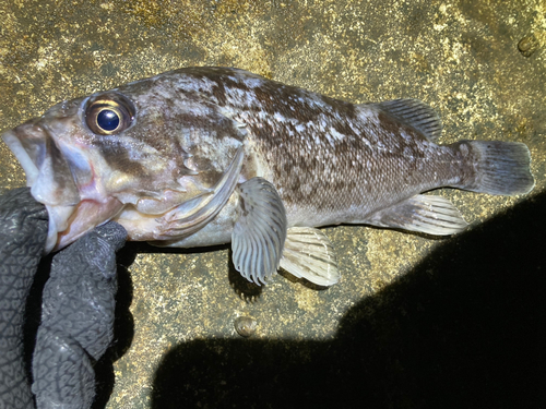 クロソイの釣果