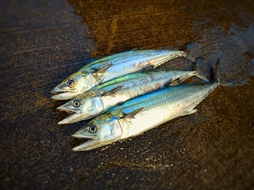 サゴシの釣果