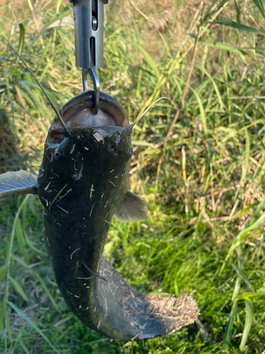 ナマズの釣果