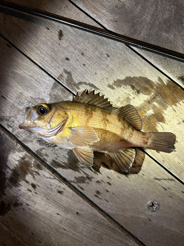 メバルの釣果