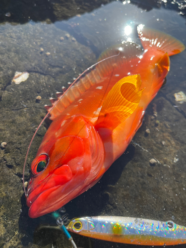 アカハタの釣果