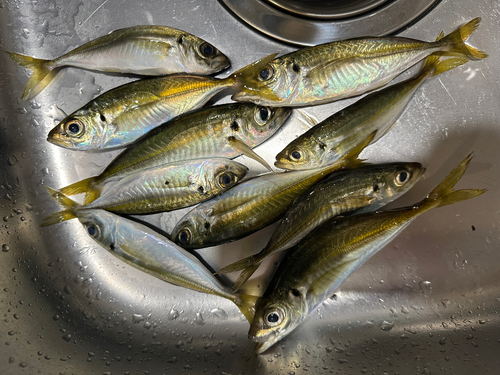 アジの釣果