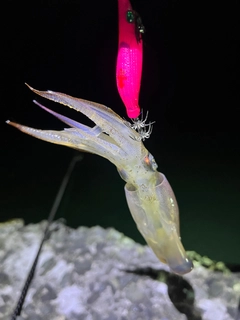 マメイカの釣果