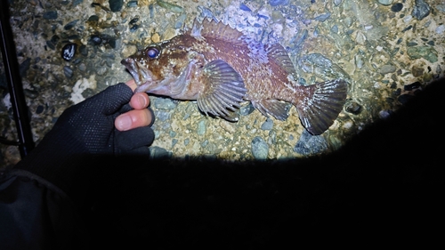 アカメの釣果