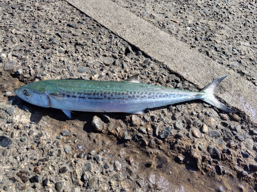 サゴシの釣果