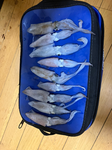 ヒイカの釣果