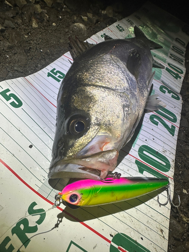 シーバスの釣果