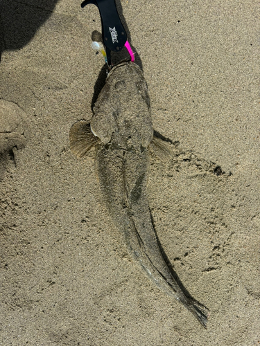 マゴチの釣果