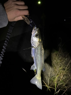 スズキの釣果