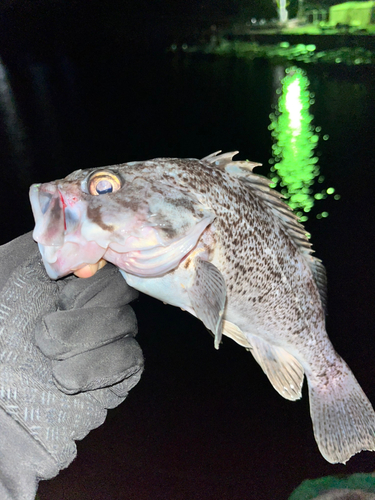 クロソイの釣果