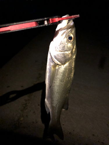 セイゴ（マルスズキ）の釣果