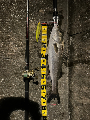 シーバスの釣果