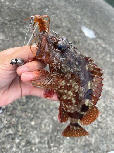 カサゴの釣果