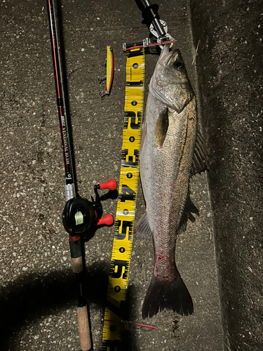 シーバスの釣果