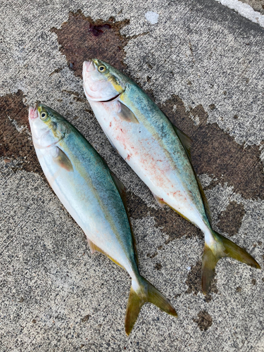 イナダの釣果