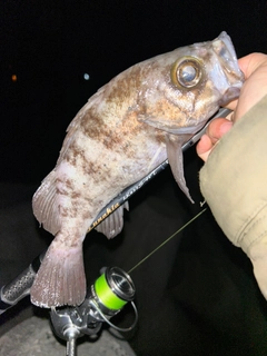 シロメバルの釣果