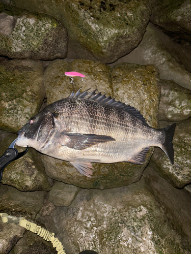 クロダイの釣果